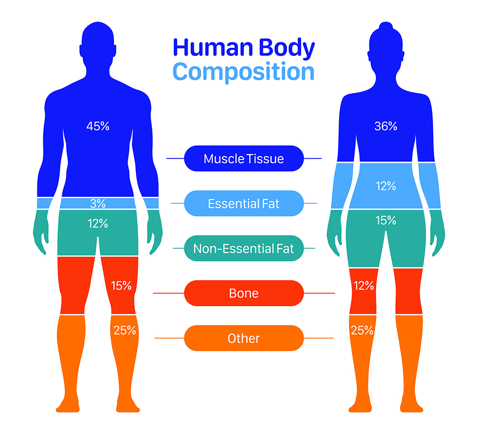 Human body composition chart