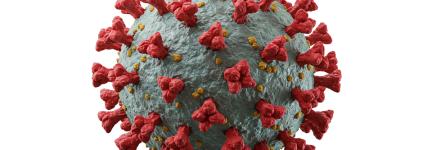 Body cell